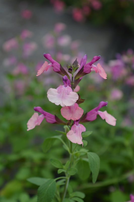 Adding colour to your garden can be daunting