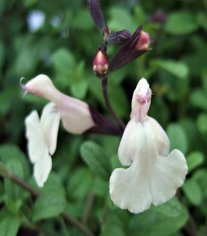 Upcoming Salvia Varieties  - Available from July 2025