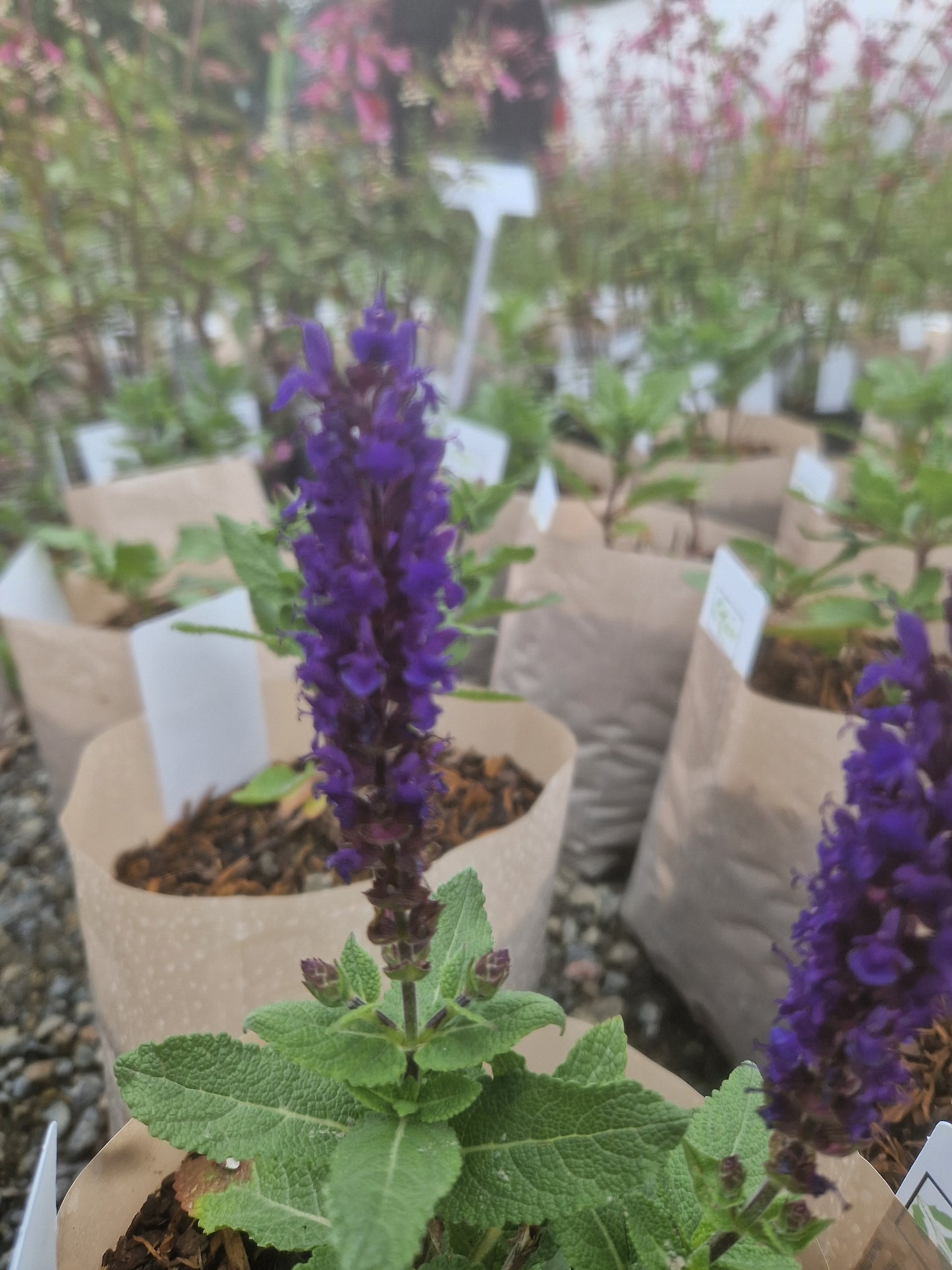 Salvia nemorosa Midnight Purple