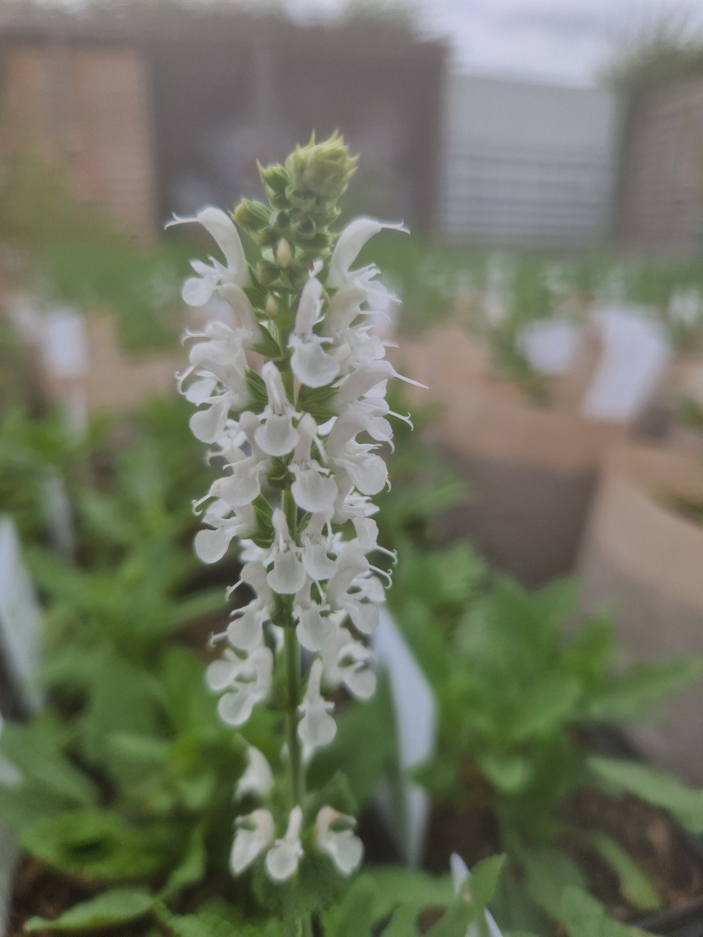 Salvia Nemorosa Alba (Adrian)