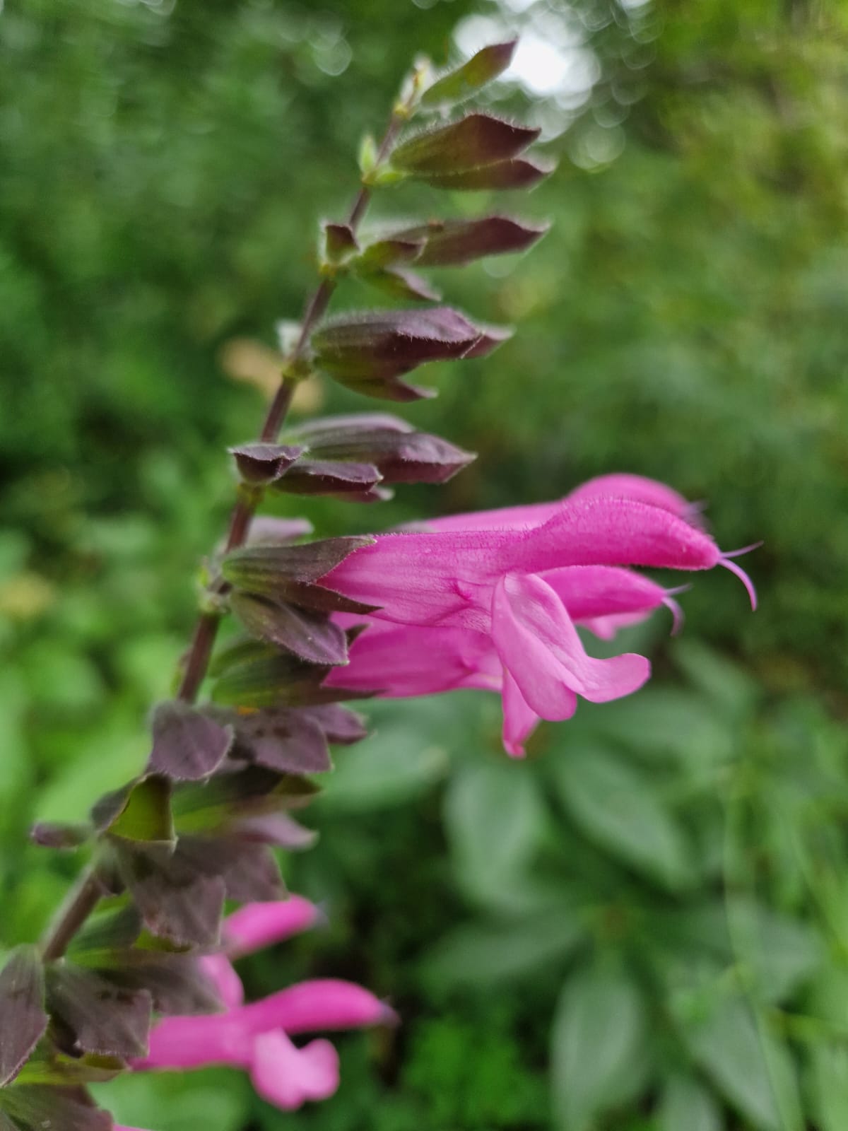 Salvia Pink Amistad