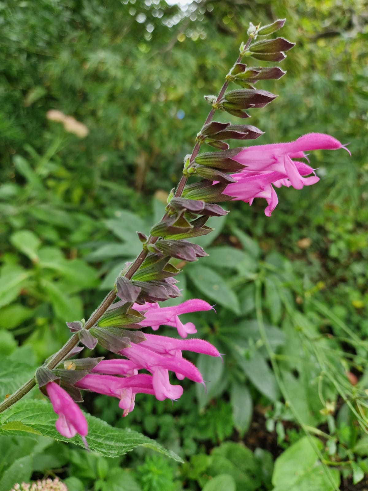 Salvia Pink Amistad