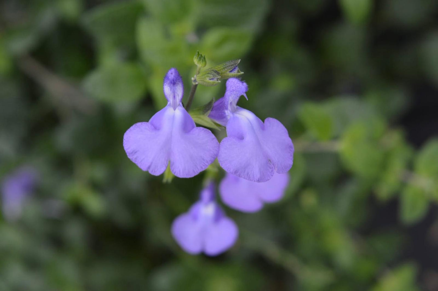 Salvia Violin Music