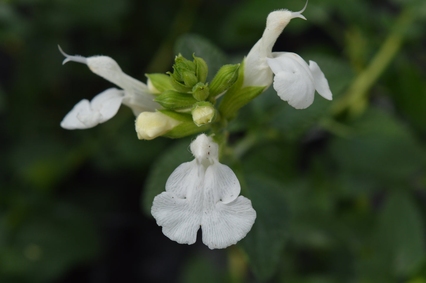 Salvia Chalk White