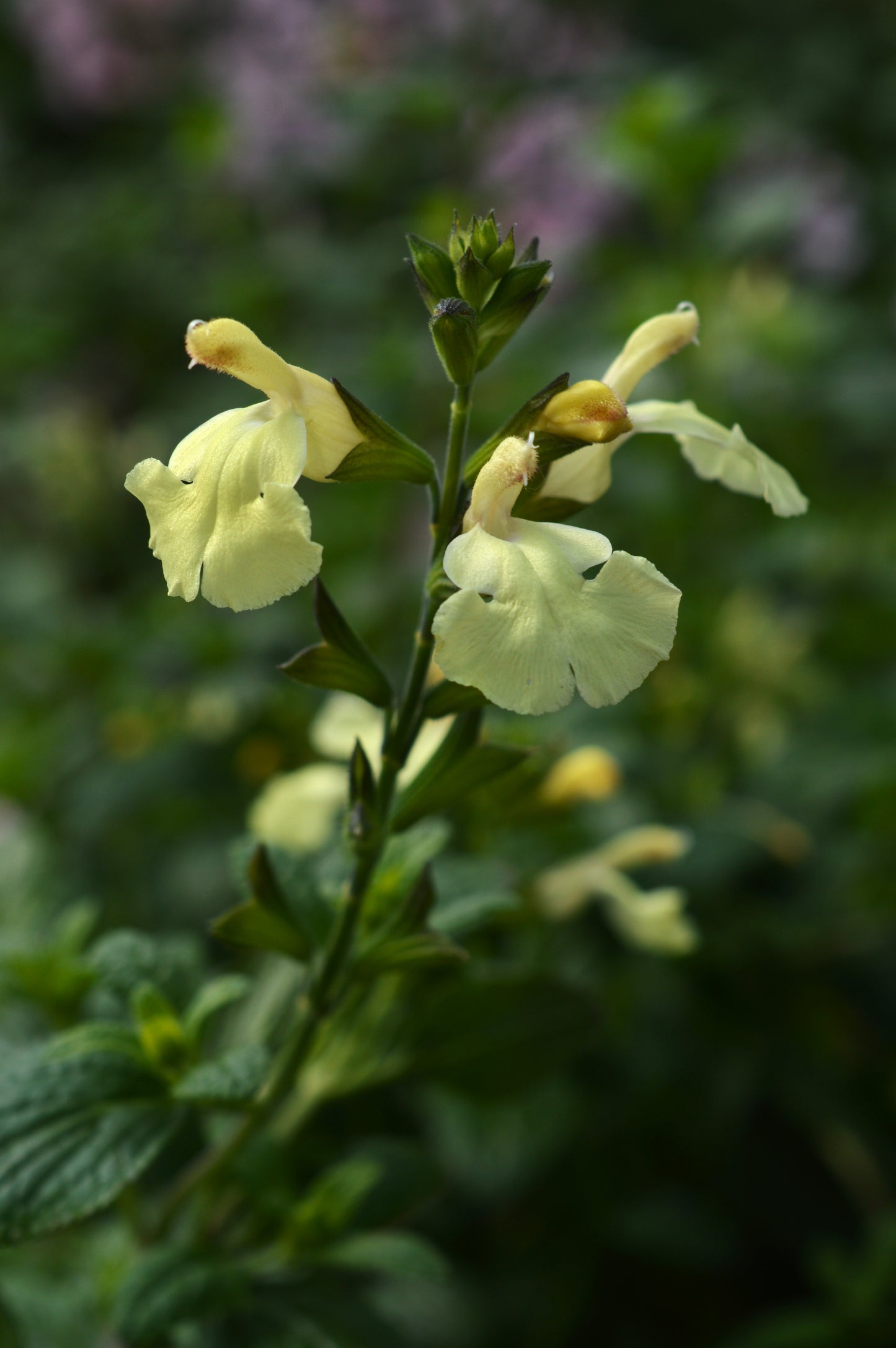 Salvia Sunshine Dream