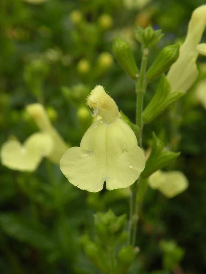 Salvia Jamensis Lemon light