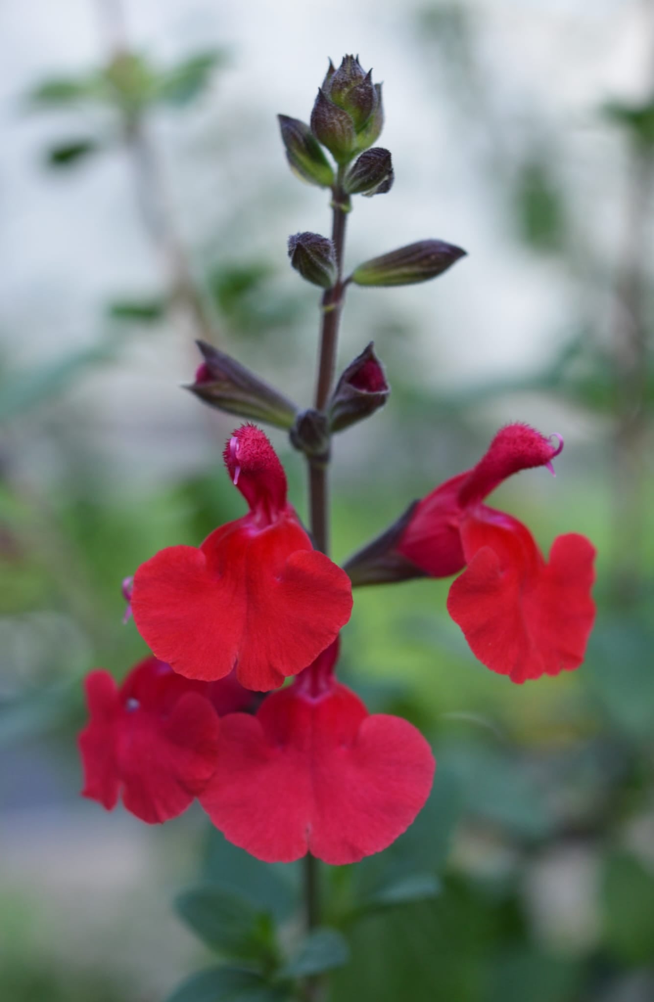 Salvia Jezabel