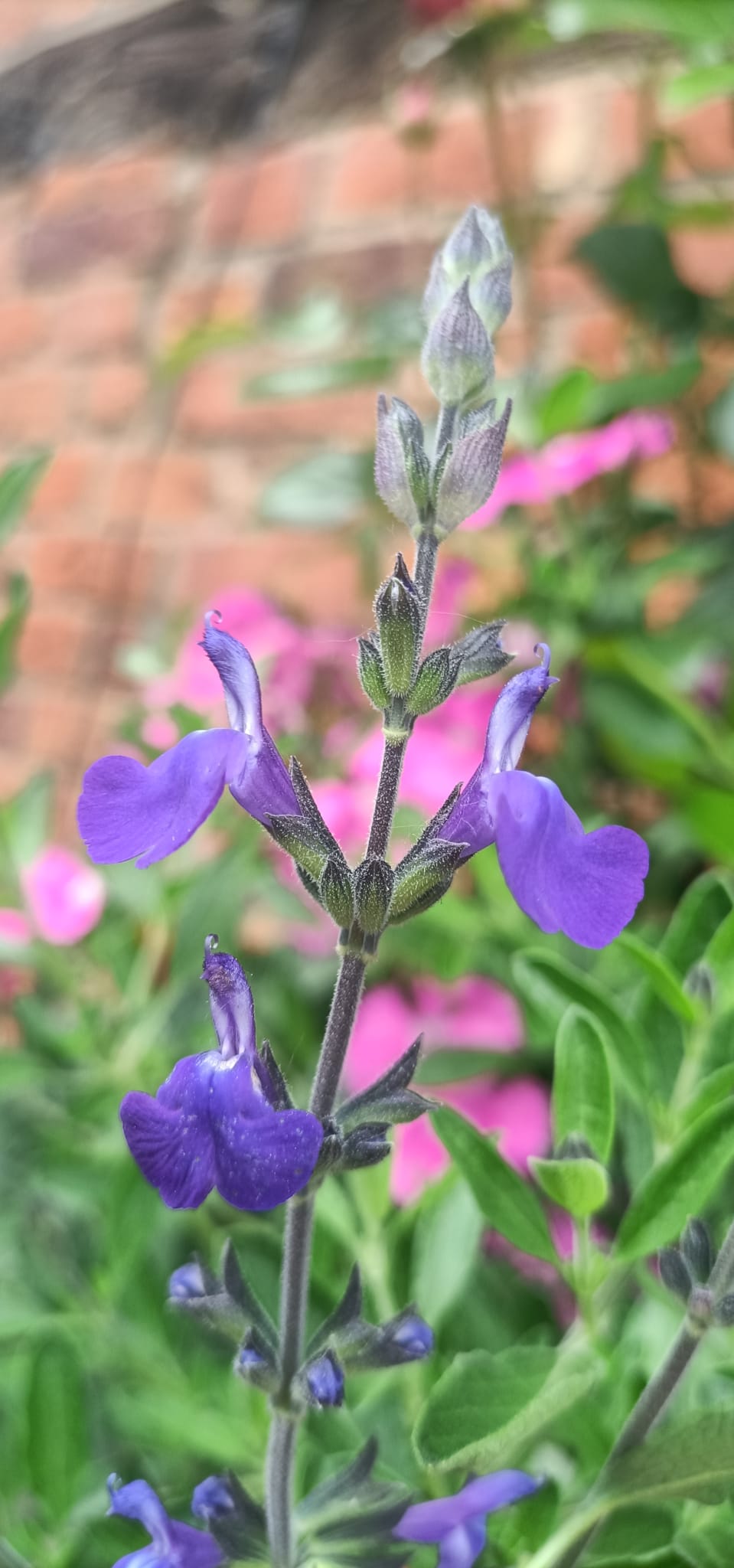 Salvia Blue Note