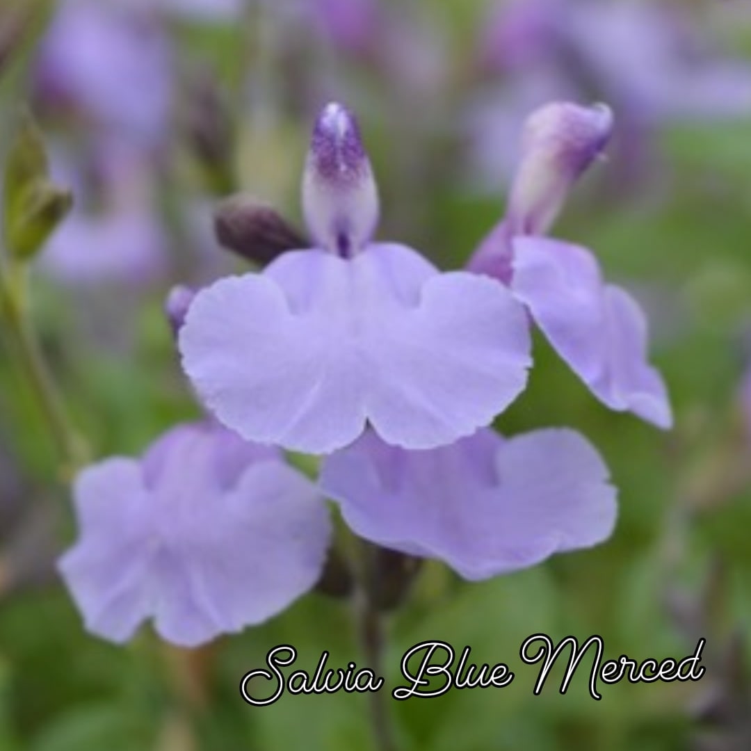 Salvia Blue Merced