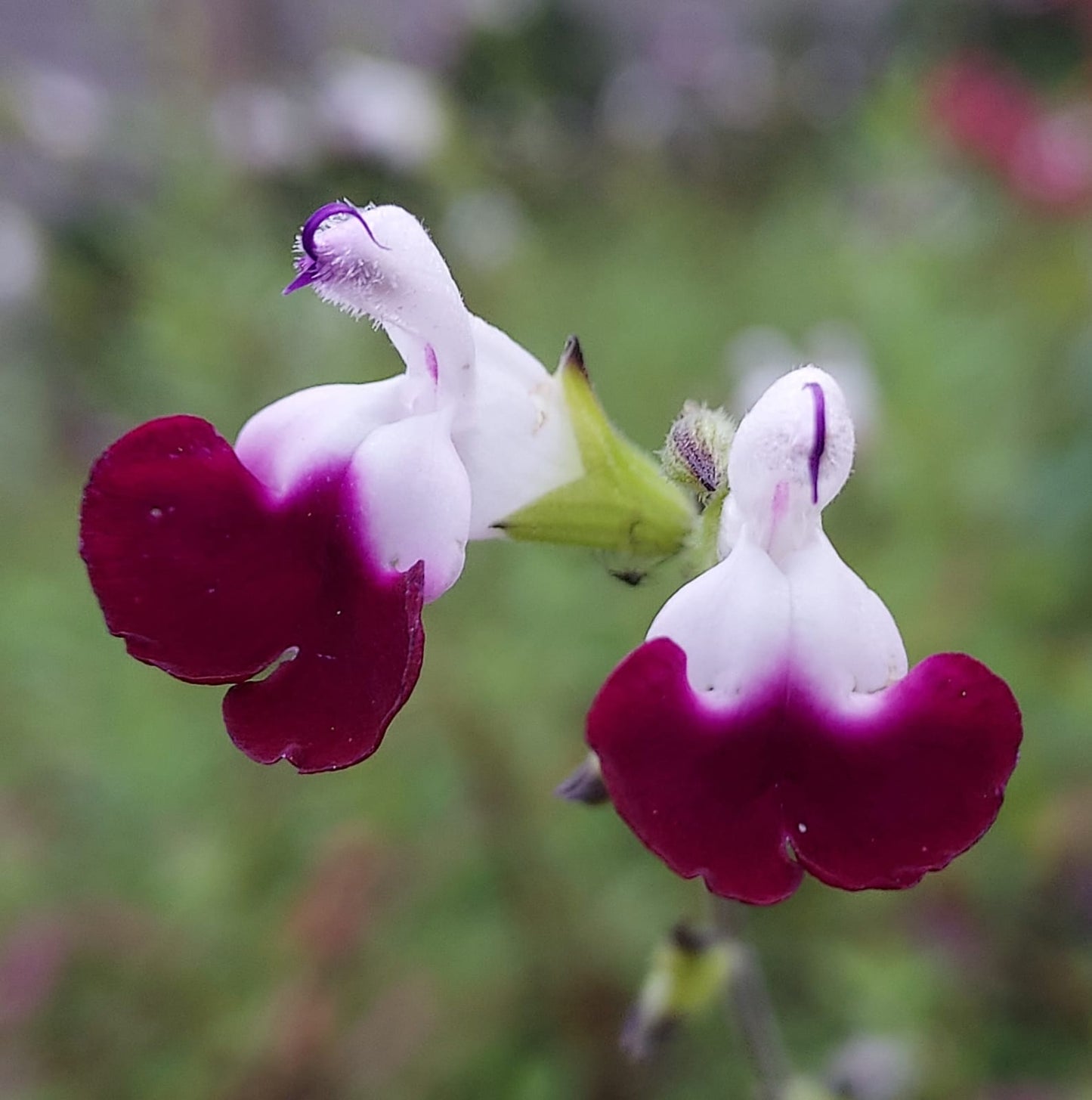 Salvia Amethyst Lips