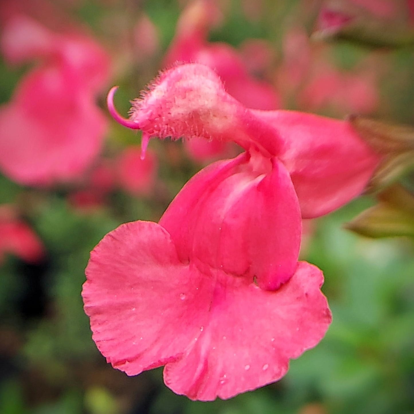 Salvia Peach Cobbler