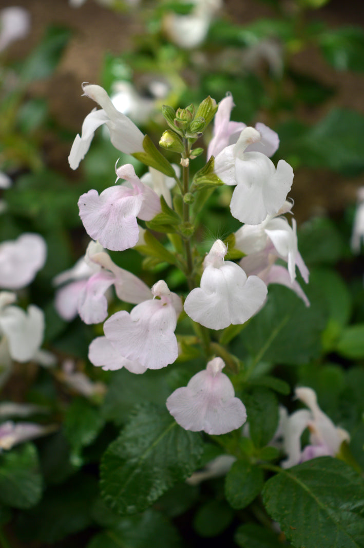 Salvia Glacier