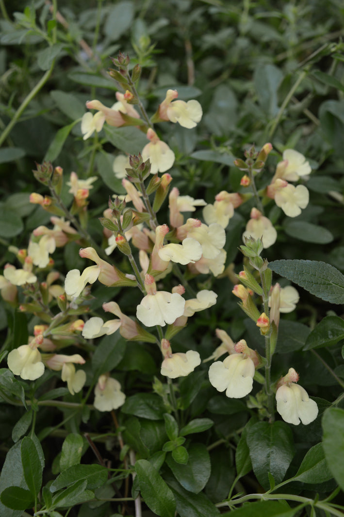 Salvia Harvest Sunset