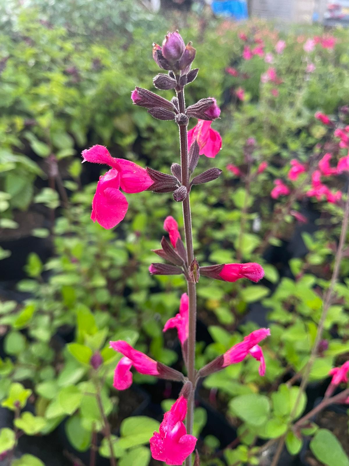 Salvia Pink Pong – Malvern Salvia Collection