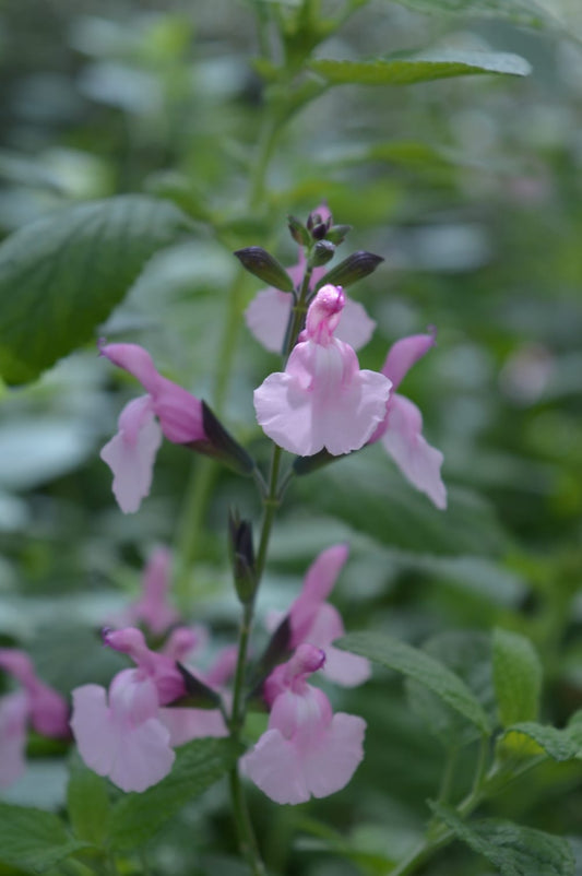 Salvia Microphylla Angel Wings